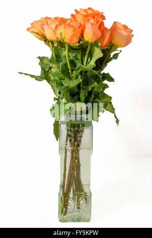 Pale orange roses with long stems and leaves in clear vase against a pure white background. Stock Photo