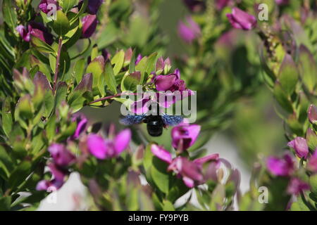 carpenter bee on polygala blossom flowering in Italy showing blue wings xylocopa apidae api Stock Photo