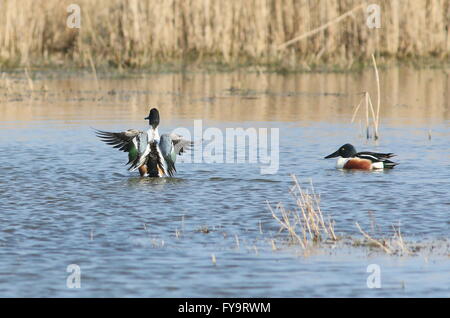 Male Northern Shoveler duck (Anas clypeata) flapping his wings, another drake swimming close by Stock Photo