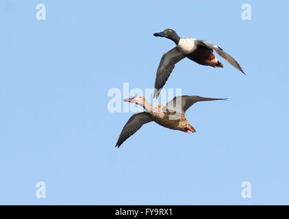 Shovelers Male and Female in flight at RSPB Rainham Marshes Nature ...