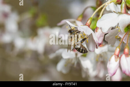Western Honey Bee (Apis mellifera) feeding on cherry blossom Stock Photo