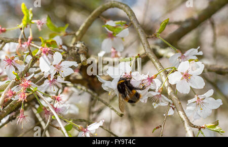 Buff-tailed Bumblebee (Bombus terrestris) feeding on cherry blossom. Stock Photo