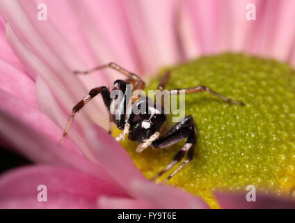 Black and white jumping spider caught hiding in the core of a pink chrystathemum Stock Photo