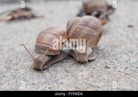 burgundy snail (Roman snail, edible snail, escargot) (Helix pomatia) on the road Stock Photo