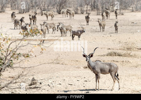 Male Kudu with Hartmann's Mountain Zebra, Oryx aka Gemsbok in the background, Damaraland, Namibia Stock Photo