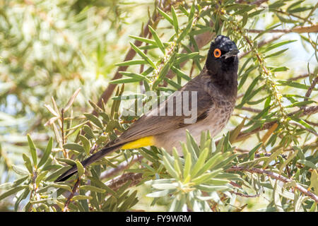 African red-eyed bulbul aka black-fronted bulbul, Pycnonotus nigricans, Damaraland, Namibia Stock Photo