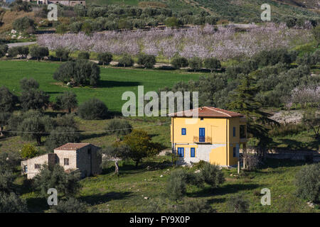Sicilian landscape, with ancient and modern house, with olive and almond trees in bloom. Stock Photo