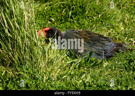 The takahe (Porphyrio hochstetteri) is a flightless but not wingless bird indigenous to New Zealand and highly endangered. Stock Photo