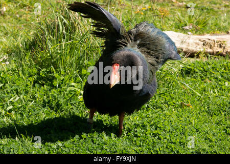 The takahe (Porphyrio hochstetteri) is a flightless but not wingless bird indigenous to New Zealand and highly endangered. Stock Photo