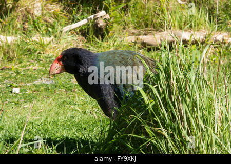 The takahe (Porphyrio hochstetteri) is a flightless but not wingless bird indigenous to New Zealand and highly endangered. Stock Photo