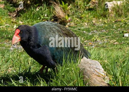 The takahe (Porphyrio hochstetteri) is a flightless but not wingless bird indigenous to New Zealand and highly endangered. Stock Photo