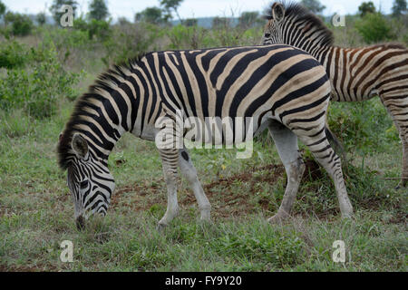 Burchell's zebra browsing Stock Photo