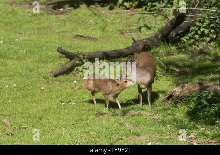 Mother and baby deer muntjac also called barking deer together Stock Photo