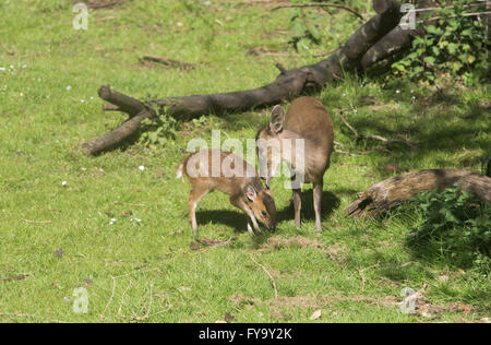 Mother and baby deer muntjac also called barking deer together Stock Photo