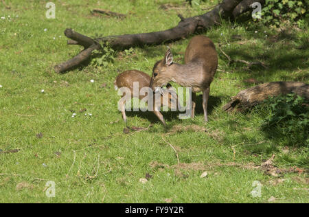 Mother and baby deer muntjac also called barking deer together Stock Photo