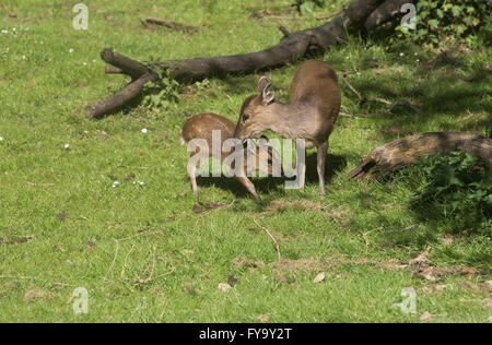 Mother and baby deer muntjac also called barking deer together Stock Photo