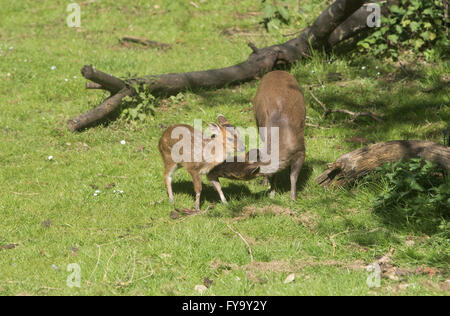 Mother and baby deer muntjac also called barking deer together Stock Photo