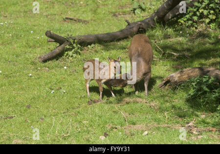 Mother and baby deer muntjac also called barking deer together Stock Photo