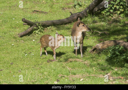 Mother and baby deer muntjac also called barking deer together Stock Photo