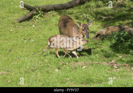 Mother and baby deer muntjac also called barking deer together Stock Photo