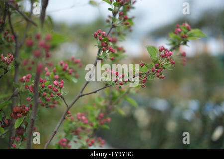 Ornamental flowering Malus 'Evereste' crab apple tree. Stock Photo