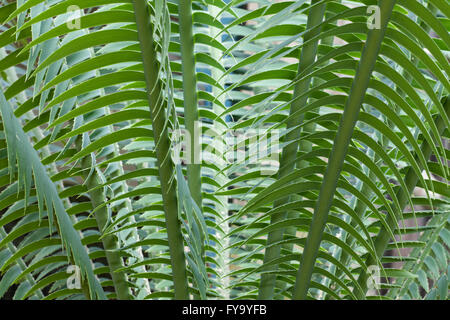 Giant Dioon, or Gum Palm (Dioon spinulosum), native to Mexico Stock Photo