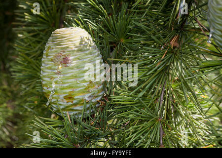 Cone, Himalayan Cedar (Cedrus deodara) Stock Photo