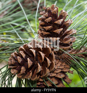 Ponderosa pine branch hi-res stock photography and images - Alamy