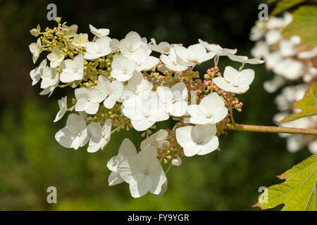 Oakleaf Hydrangea (Hydrangea quercifolia) Stock Photo
