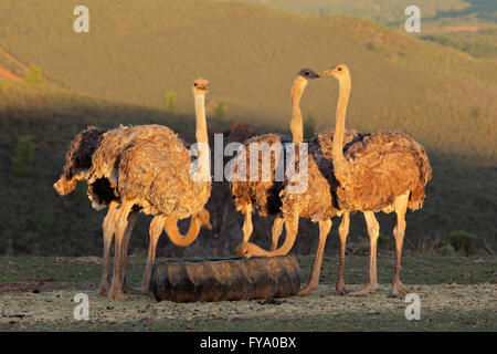 Ostriches on an ostrich farm, Karoo region, Western Cape, South Africa Stock Photo