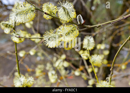 Spring, flowering willow. Blooming willow in late April. Stock Photo