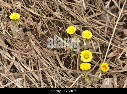 Coltsfoot - the first flowers of spring. Coltsfoot flowering on the background of last yearis grass. Stock Photo