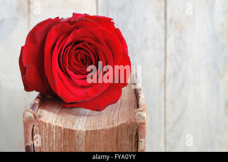 Red rose on an old book. Wooden table and white background. Empty copy space for editor's text. Stock Photo