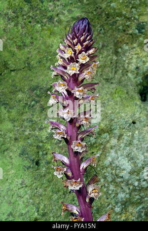 Ivy broomrape (Orobanche hederae Duby), Monterano Regional Nature Reserve, Canale Monterano, Lazio, Italy Stock Photo