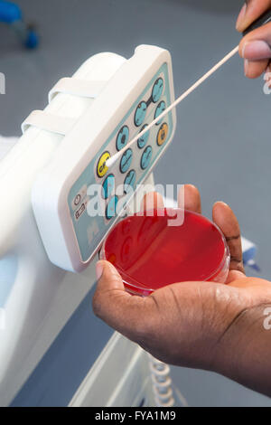 Microbiology samples  on petri dishes Stock Photo