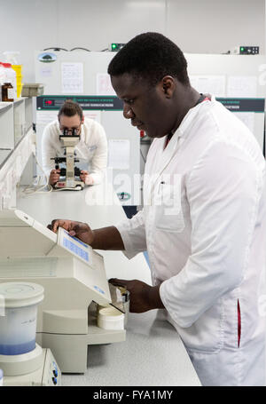 Microbiology research Stock Photo