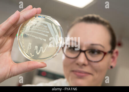 Microbiology samples  on petri dishes Stock Photo