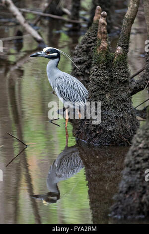 A yellow-crowned Night Heron hunts around Cypress knees at the Francis Beidler Forest Audubon wildlife sanctuary in Four Holes Swamp near Harleyville, South Carolina. Stock Photo