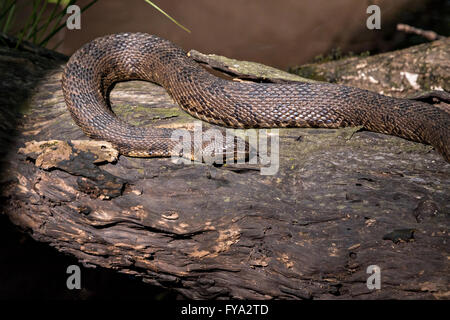 A cottonmouth snake at the Francis Beidler Forest Audubon wildlife sanctuary in Four Holes Swamp near Harleyville, South Carolina. Stock Photo