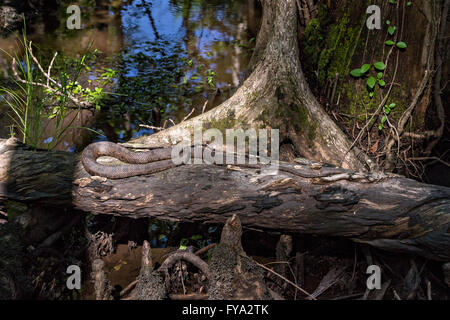 A cottonmouth snake at the Francis Beidler Forest Audubon wildlife sanctuary in Four Holes Swamp near Harleyville, South Carolina. Stock Photo