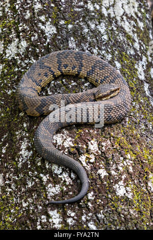 A cottonmouth snake at the Francis Beidler Forest Audubon wildlife sanctuary in Four Holes Swamp near Harleyville, South Carolina. Stock Photo