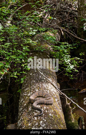 A cottonmouth snake at the Francis Beidler Forest Audubon wildlife sanctuary in Four Holes Swamp near Harleyville, South Carolina. Stock Photo