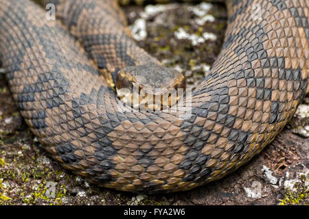 A cottonmouth snake at the Francis Beidler Forest Audubon wildlife sanctuary in Four Holes Swamp near Harleyville, South Carolina. Stock Photo