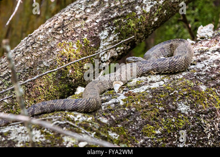 A cottonmouth snake at the Francis Beidler Forest Audubon wildlife sanctuary in Four Holes Swamp near Harleyville, South Carolina. Stock Photo