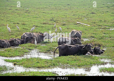 Herd of Indian water buffaloes in marshy field, in company with flock of egret heron birds Stock Photo