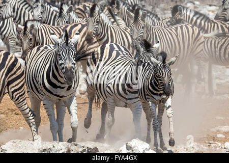 Plain's Zebra, Burchell's race, running, Etosha National Park, Namibia Stock Photo