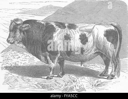 COWS: The Friburg bull, antique print 1894 Stock Photo