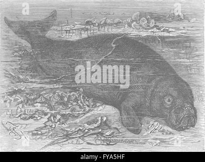 Dugongs Black and White Stock Photos & Images - Alamy