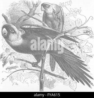 BIRDS: Carolina conure, antique print 1895 Stock Photo