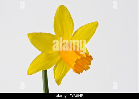 Narcissus cyclamineus 'Jetfire' daffodil flower with yellow perianth and darker orange trumpet Stock Photo